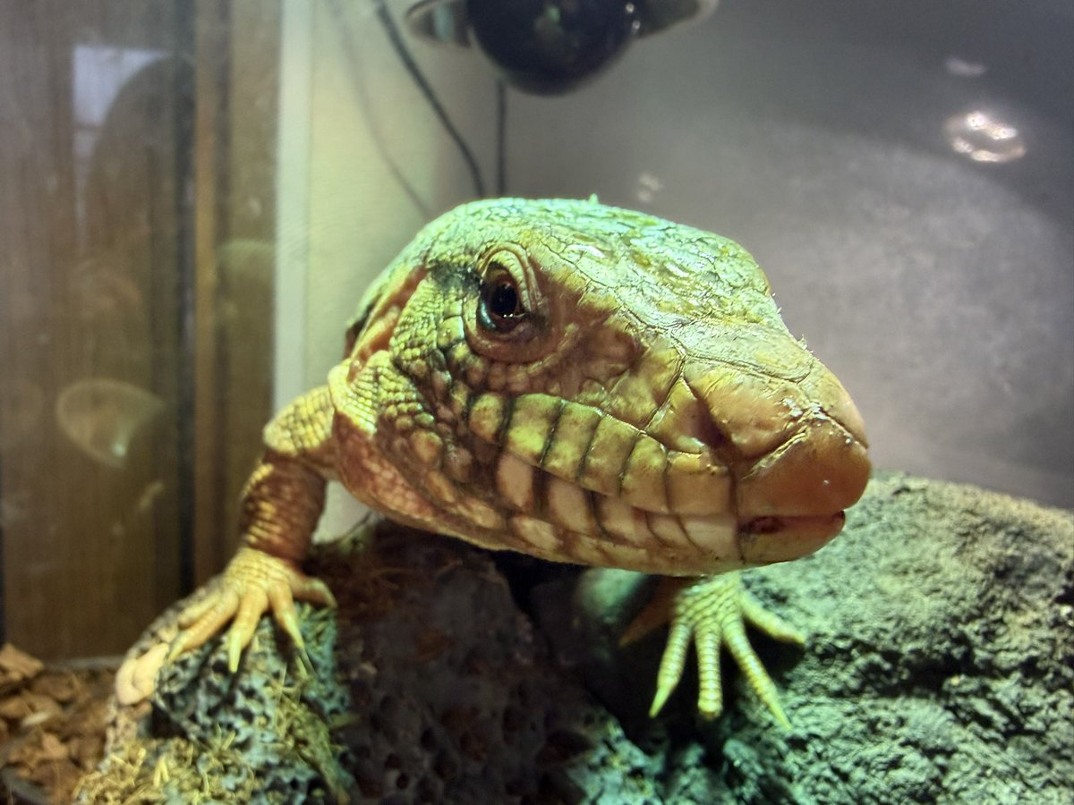 えだちゃん tweet media