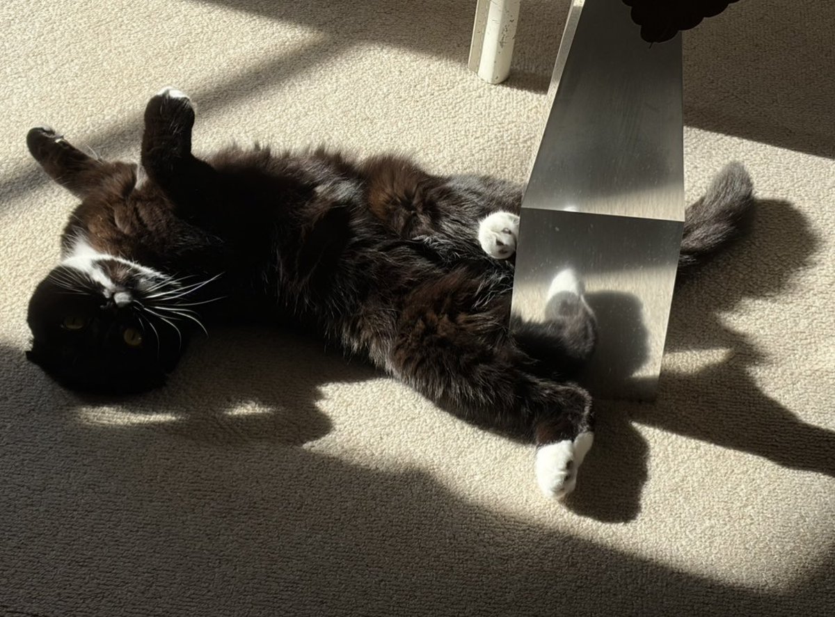 チョコ&かーさん、たまにmono tweet media