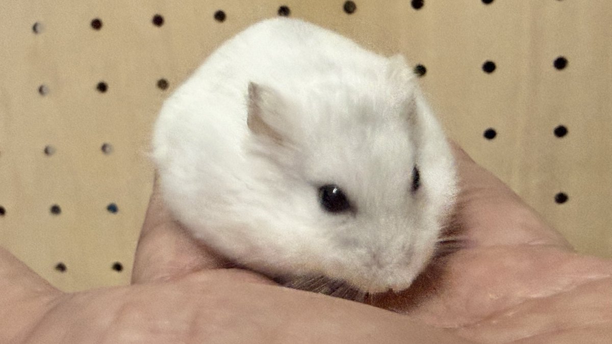 みーくん tweet media