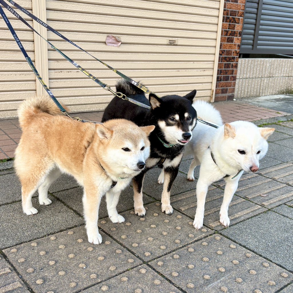 豆柴3色姉妹♪姫.鈴.琴♪ tweet media