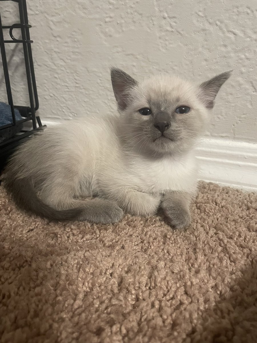 perk 𓍢ִ໋🌷͙֒ tweet media