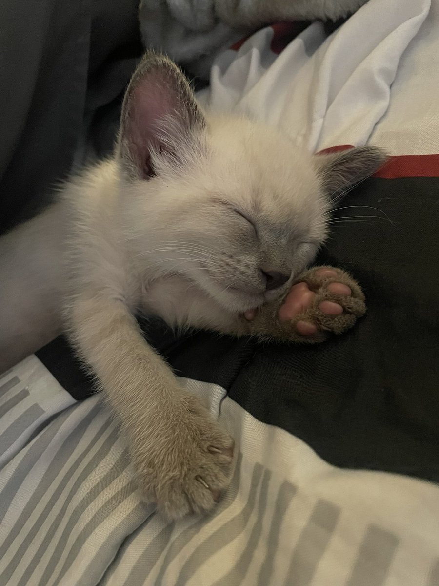 perk 𓍢ִ໋🌷͙֒ tweet media