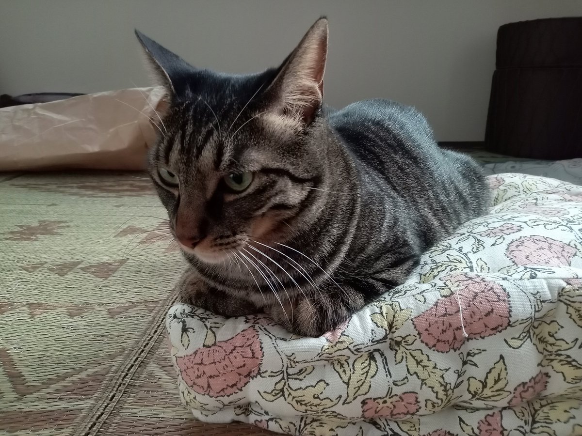 シャディ tweet media