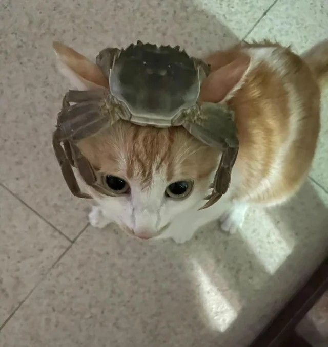 Daily Cat Posting tweet media