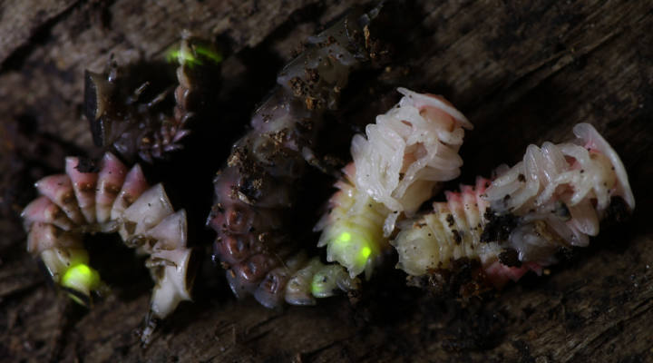 Give A Shit About Nature tweet media