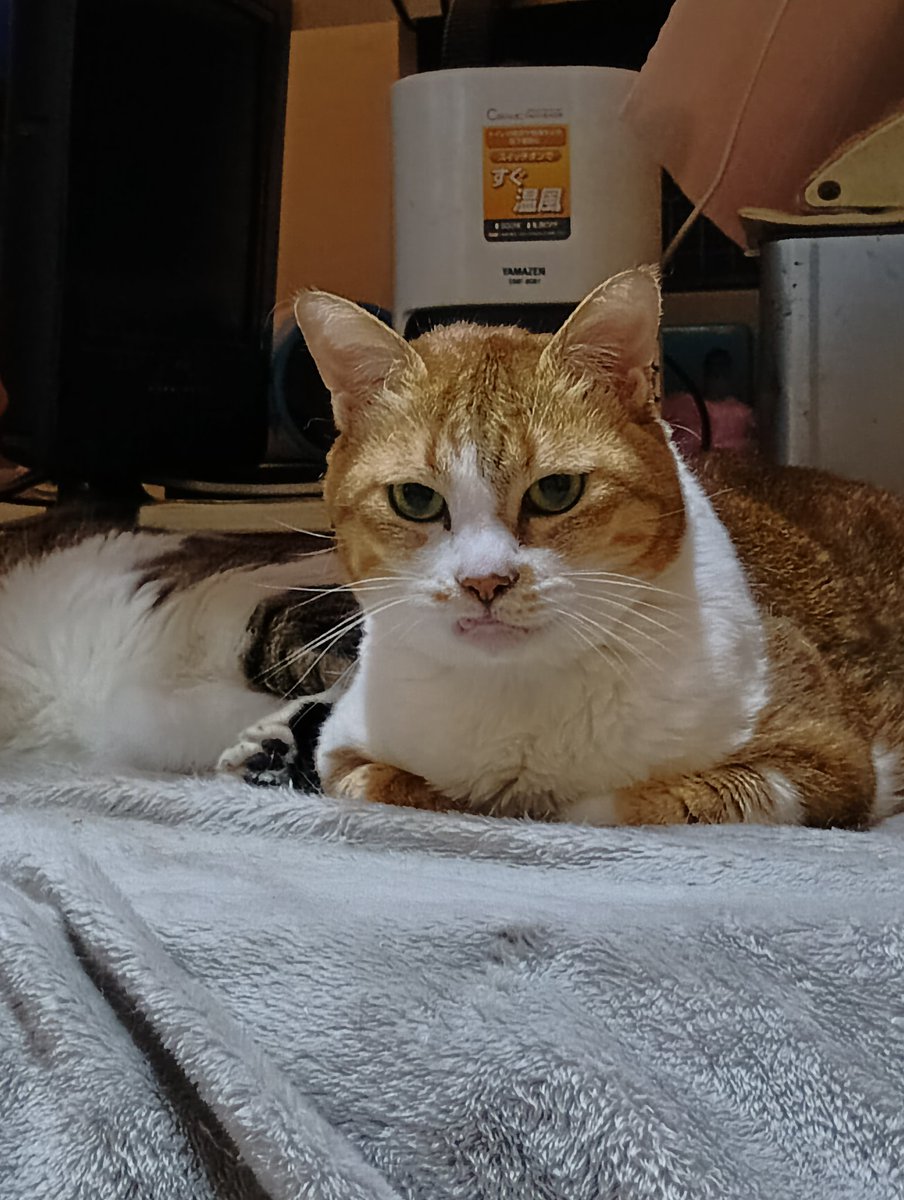 ちび選手 tweet media