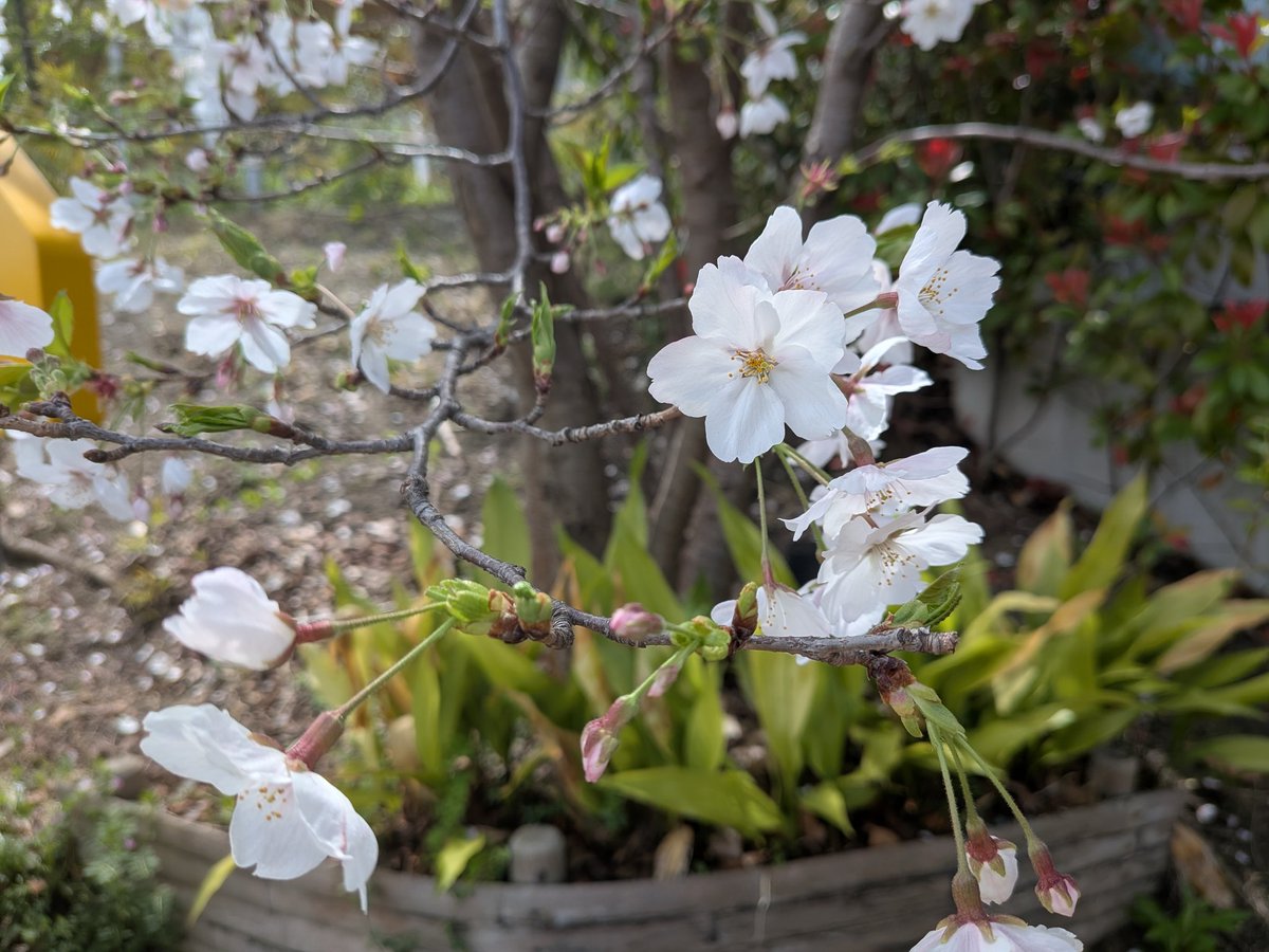 coroonn56's tweet photo. 今年の花見は動物園で🌸
久々の動物園は
かなり楽しかった! https://t.co/nESKBwFYoz