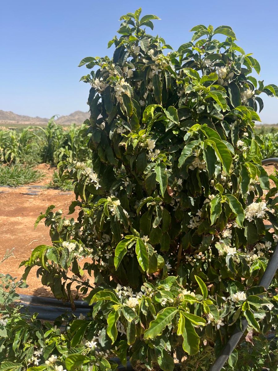 أ.د.إبراهيم محمد عارف tweet media