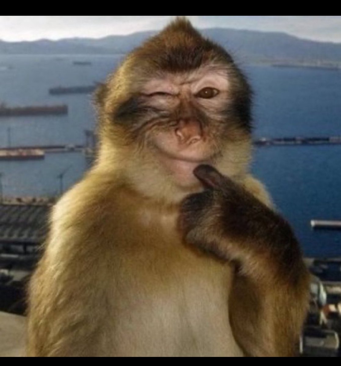 الـ sheikh tweet media