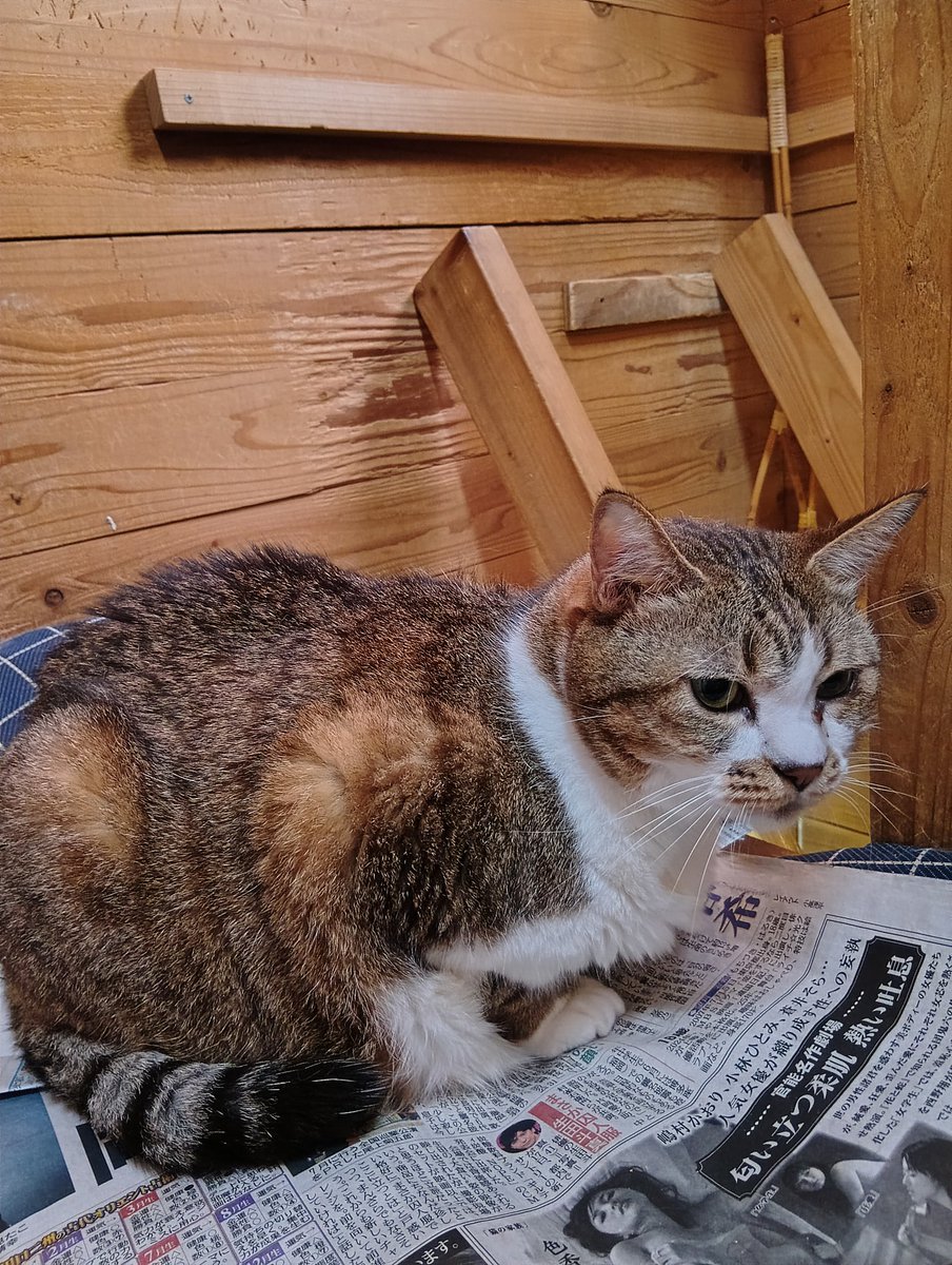 ちび選手 tweet media