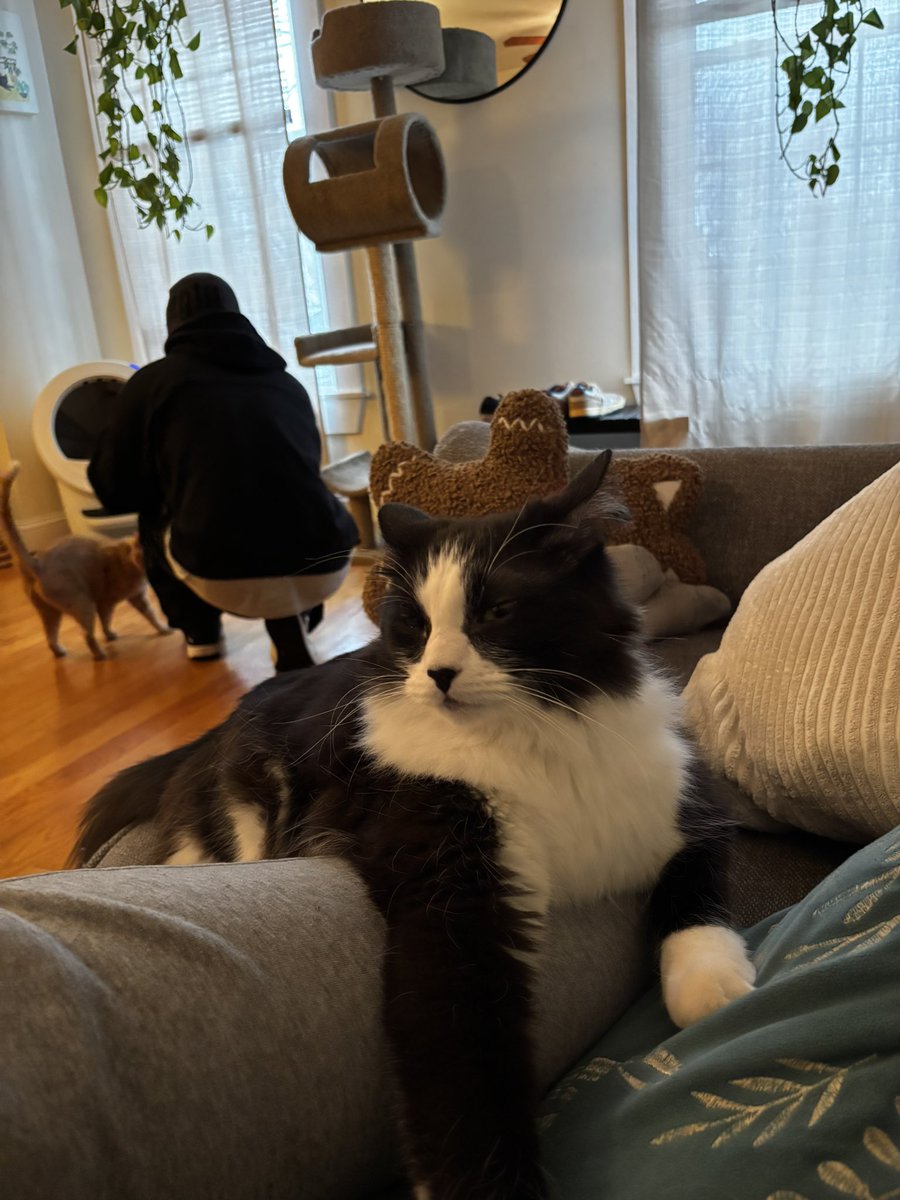 7thwardeevee's tweet photo. cat sitting these babies https://t.co/0oGqxTujGO
