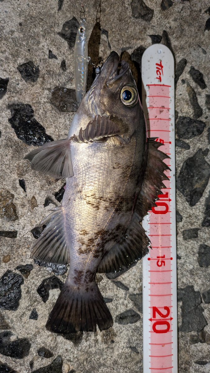 NAVY6622 tweet media