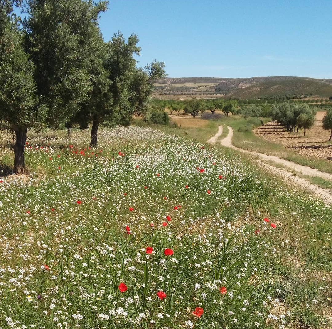 Del Monfort tweet media