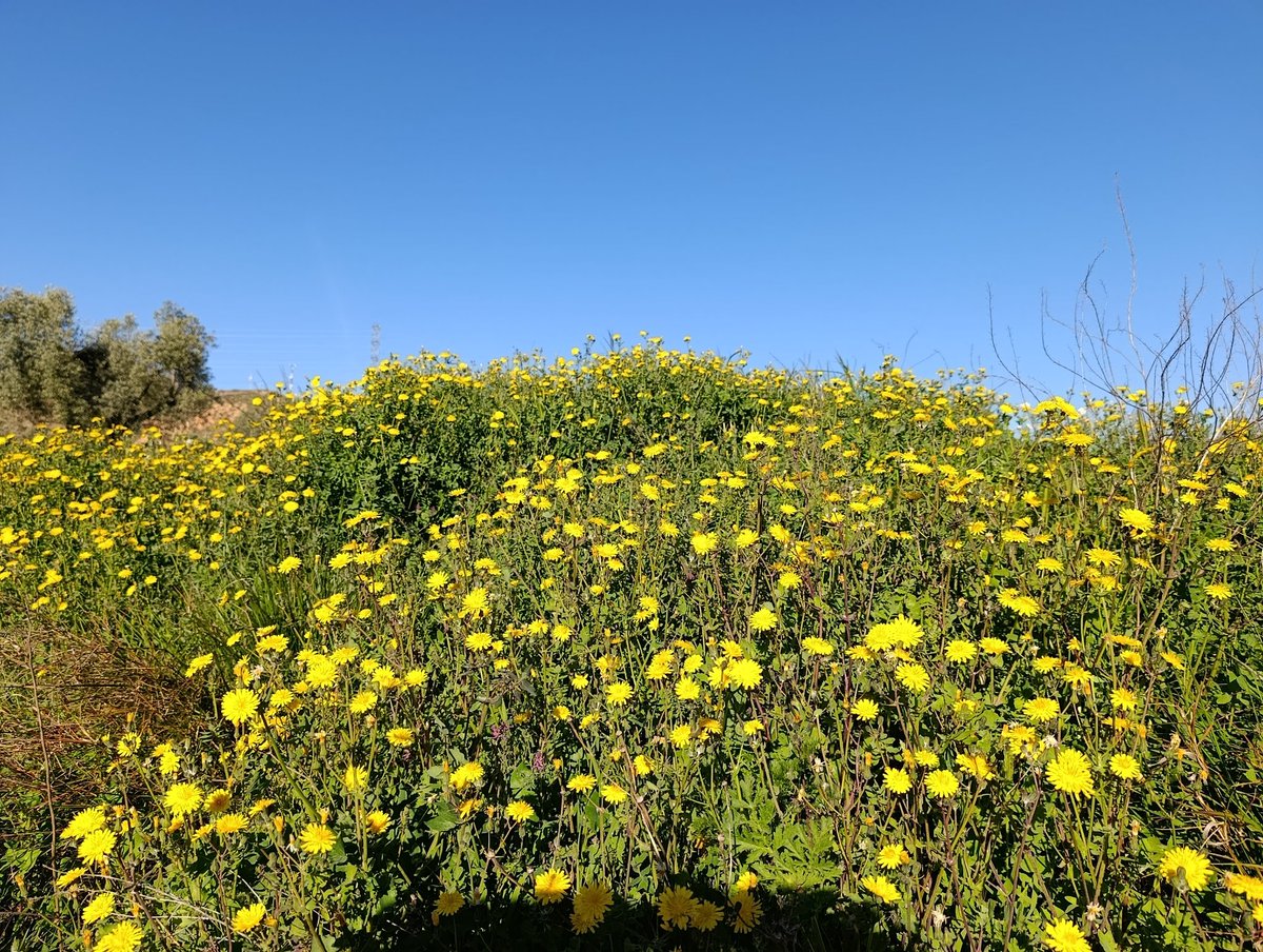 Del Monfort tweet media