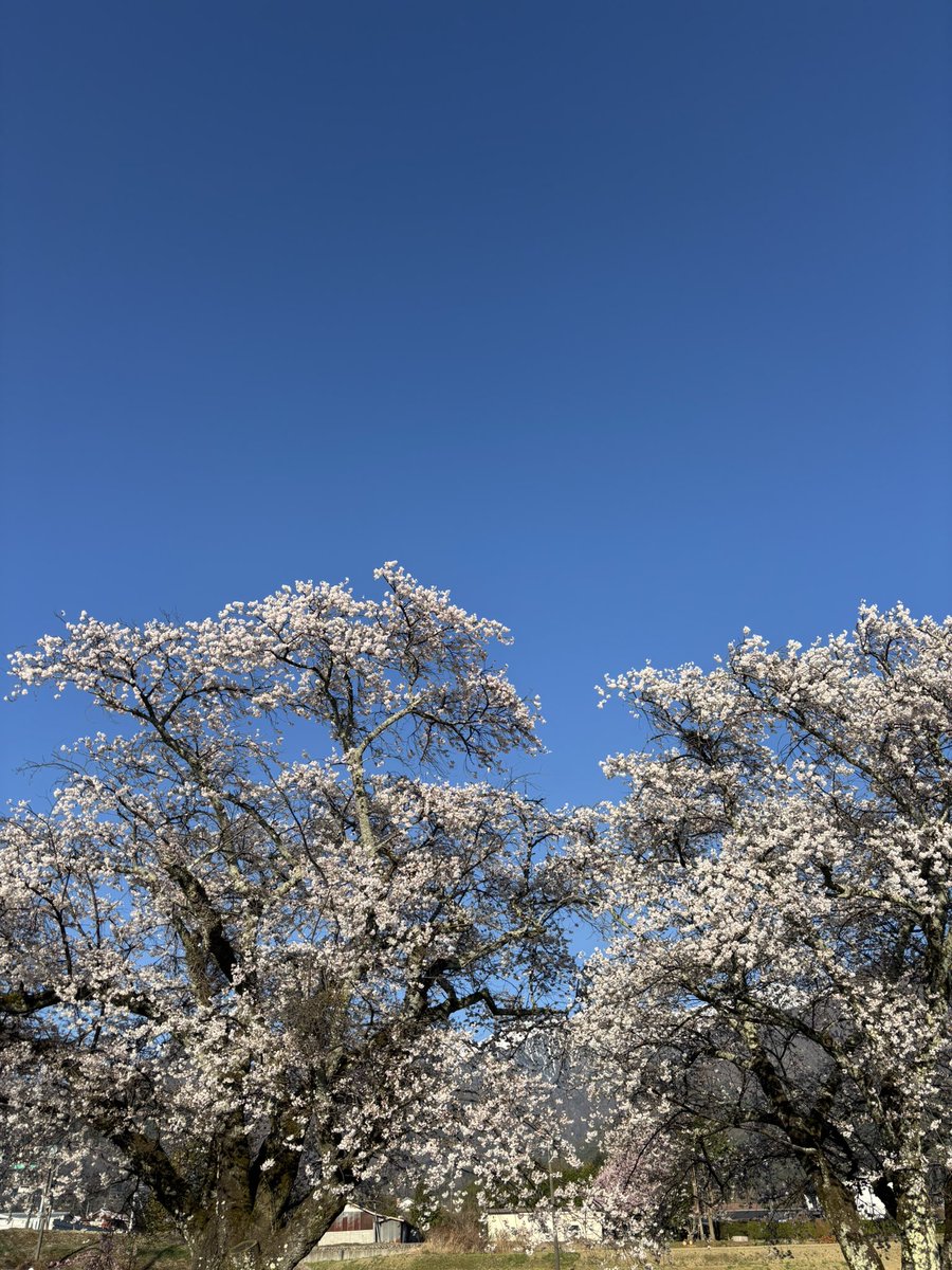 macchaki2011's tweet photo. 皆さんおはよう😃
どこも桜トンネルです。
良き月曜となりますように🎶 https://t.co/G8vEEDAc17