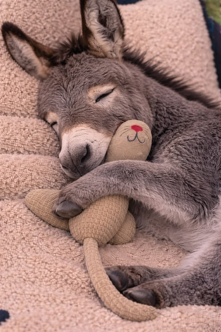 san ..‏ꨄ tweet media