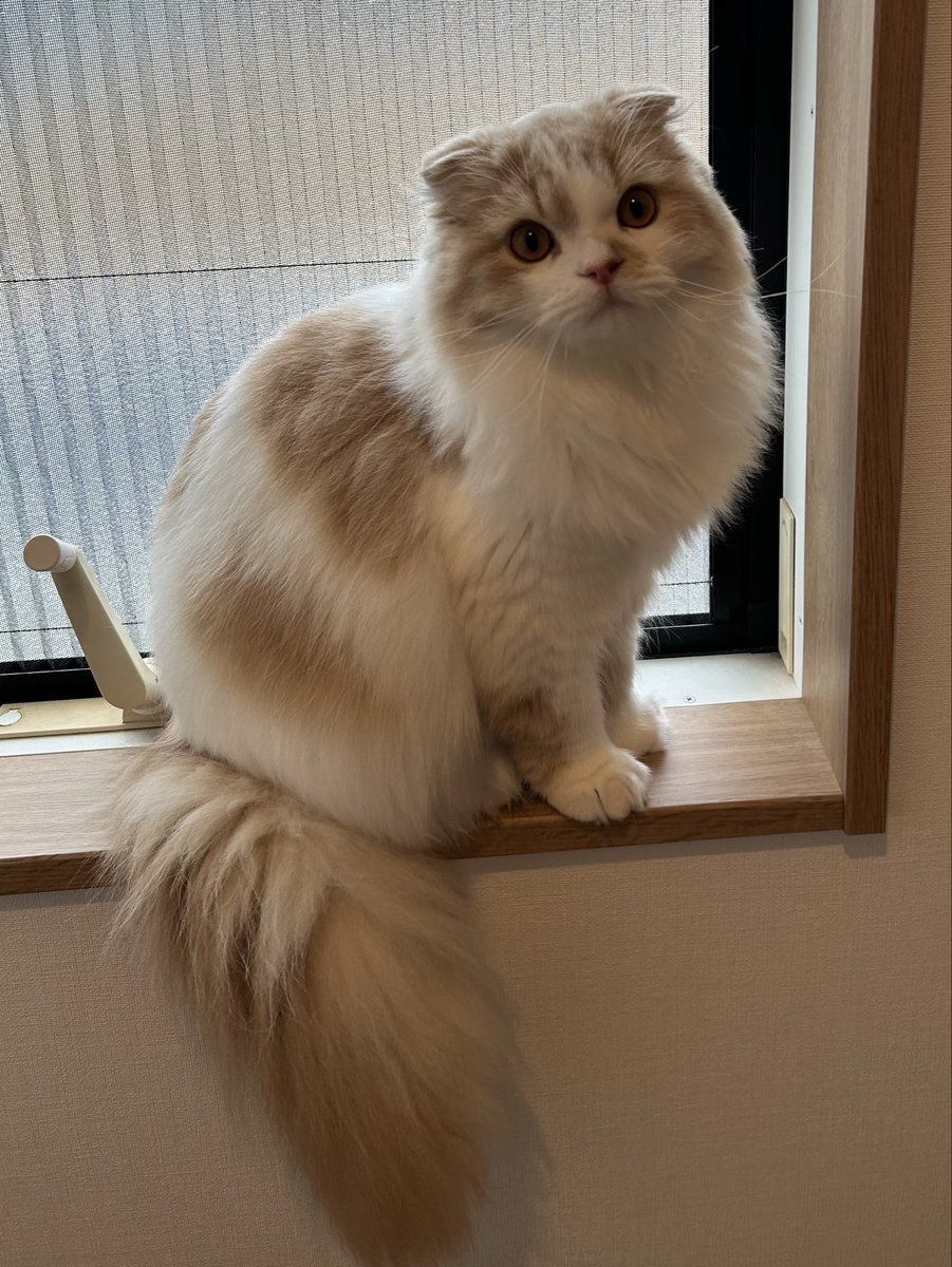 らいくん🐾໊ tweet media