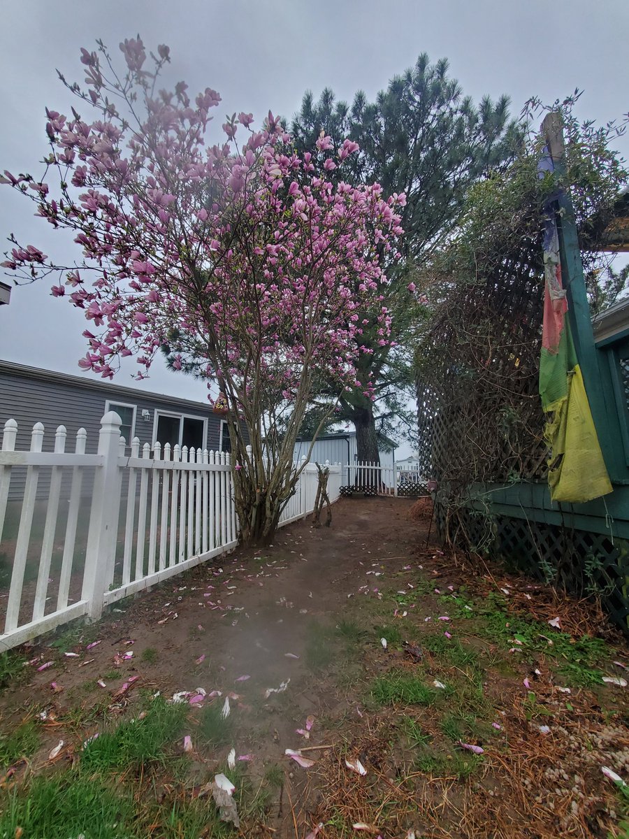 bishalp's tweet image. Ghartira magnolia bloom
Happy Magnolia. 😲🌸🌸
#springbloom #magnolia #ocmd #pokhara 
#nepal