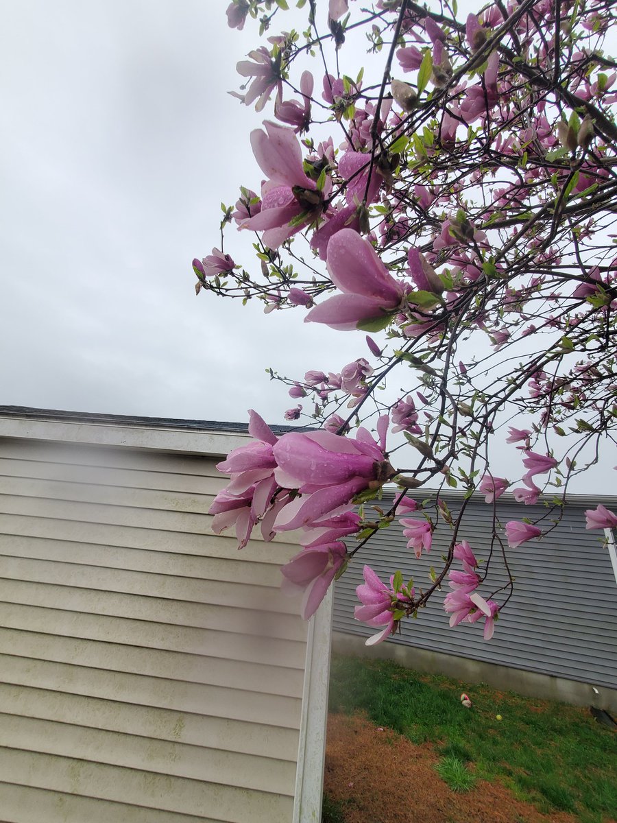 bishalp's tweet image. Ghartira magnolia bloom
Happy Magnolia. 😲🌸🌸
#springbloom #magnolia #ocmd #pokhara 
#nepal