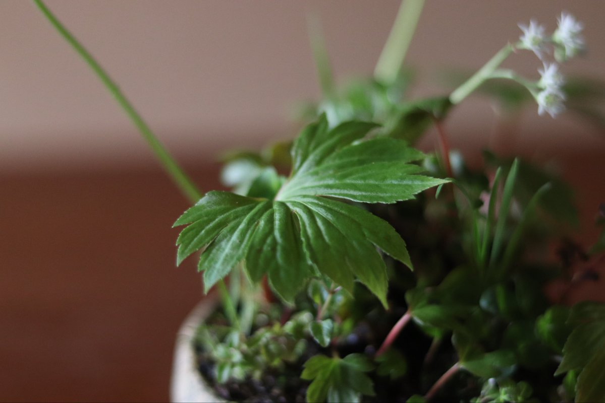 mutsukusa_'s tweet image. タンチョウソウが満開になりました。新しい葉は、ピカピカです。イワヤツデという別名の通り、ヤツデに似た葉っぱです。

この作品の季節毎の移り変わりはこちらからご覧いただけます→ #suzuranra92

#bonsai #草もの盆栽 #盆栽 #花のある暮らし #野の花　#睦草　#タンチョウソウ　#イワヤツデ