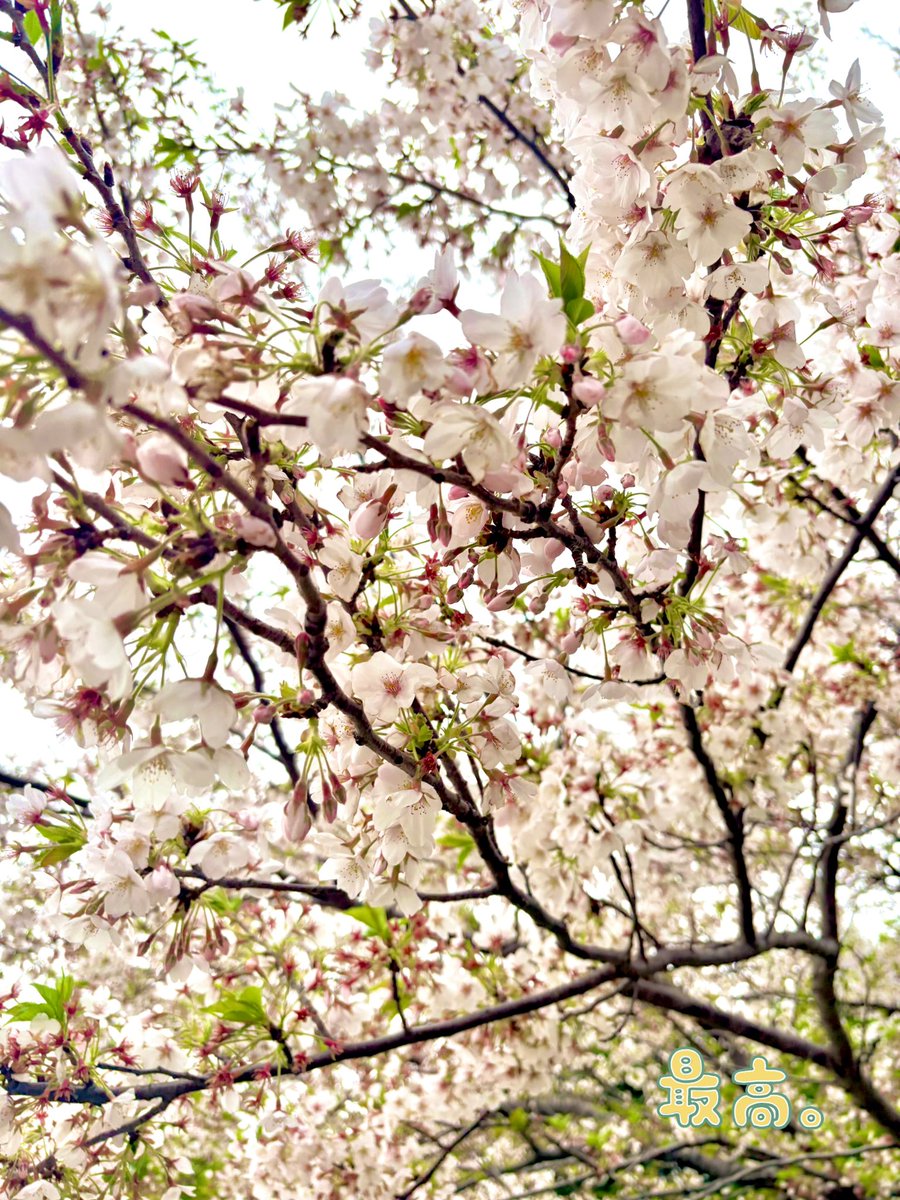 宮野みや tweet media