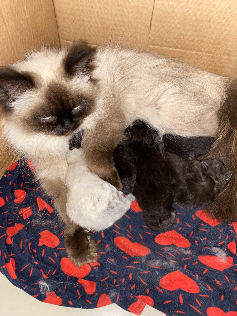 🇵🇸Cat woman🇵🇸 tweet media