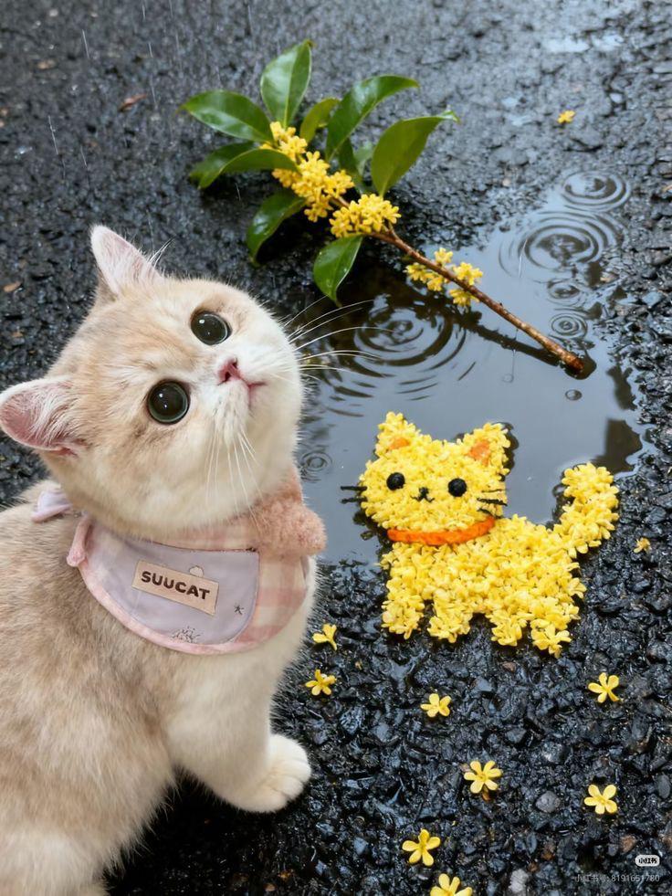 only cute things tweet media