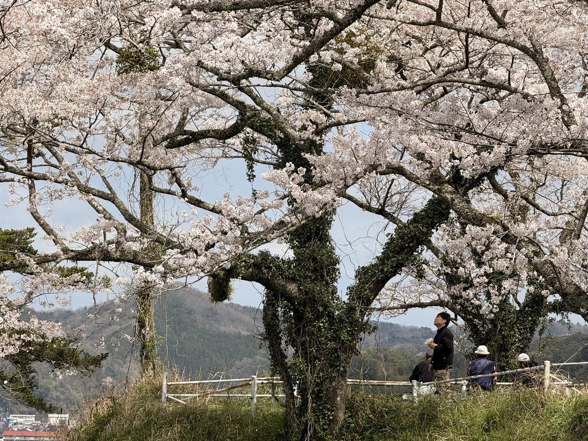 米32♨️ととのうとっとり人♨️ tweet media