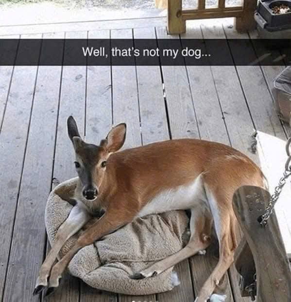 Deer in Places they Shouldn't Be tweet media