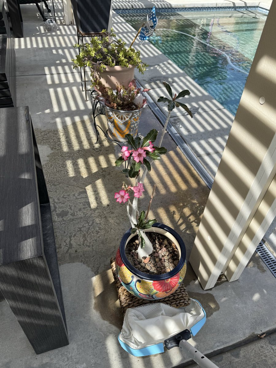 4Sheeba1's tweet photo. @feliz_catus Wow, looks great. Jealous of all your plants. Not as easy to do here in Palm Springs, but I try.  My cactus rose is doing good in this heat. https://t.co/9MDvsp4JxY
