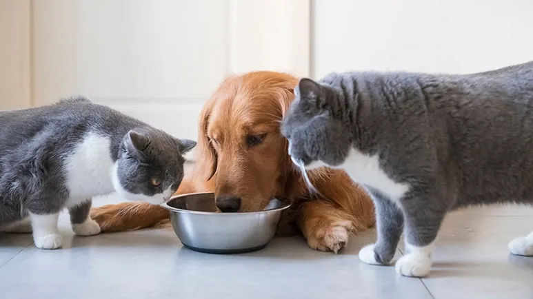 PetSuitesOC's tweet image. Don’t Mistake This for Love, It Could Rob Years Off Your Pet’s Life

petsuites.com/dont-mistake-t…

#dogblog #pettips #petobesity #dogobesity #catobesity