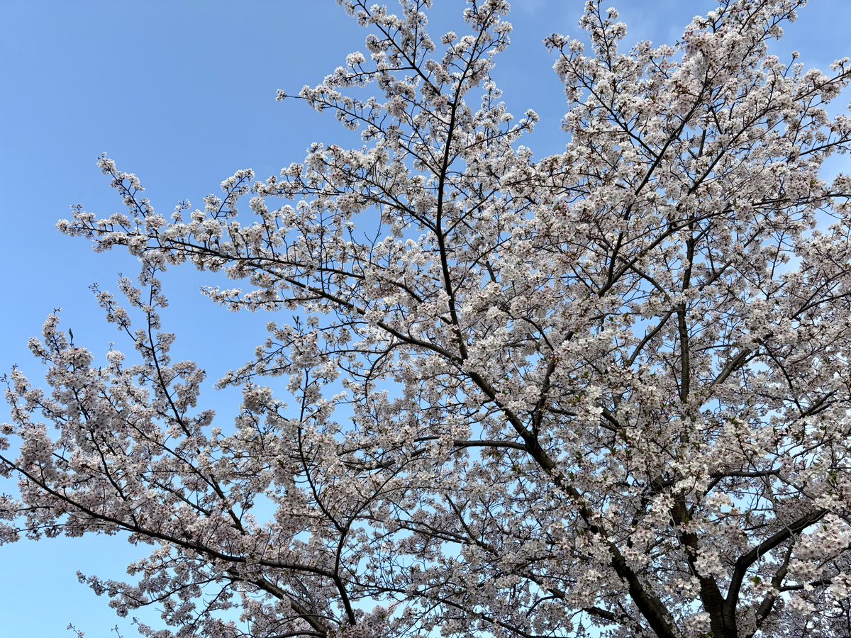 ikuchibi19's tweet photo. 世間よりちょっと遅咲きの、近所の公園の桜。
やっと青空パックに撮れた〜。 https://t.co/gaS4V2Cl7v