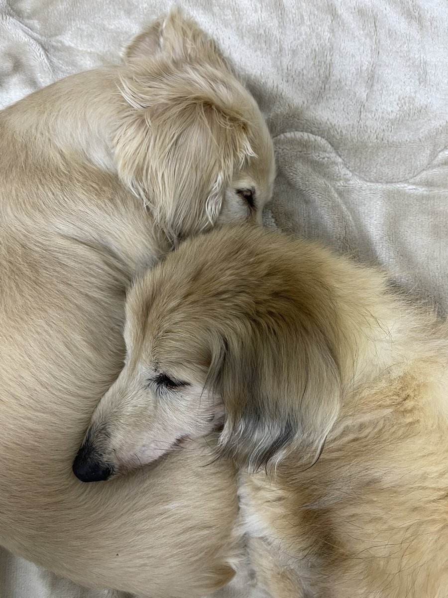 日向大輔 tweet media