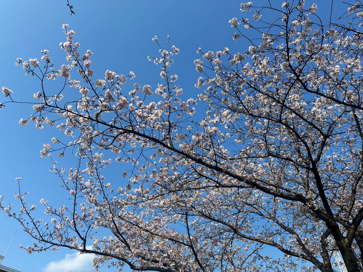 よわよわちゃん tweet media