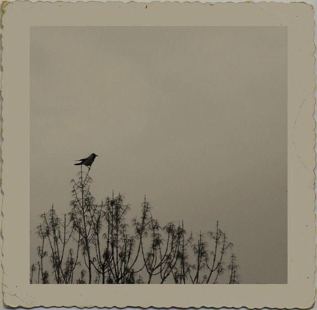 ossobold tweet media