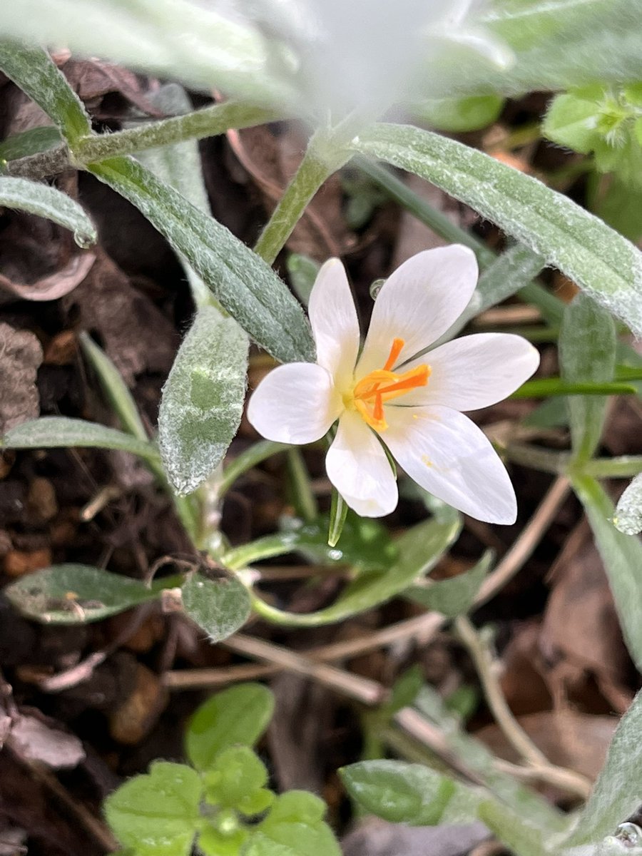 古代舞姫 tweet media