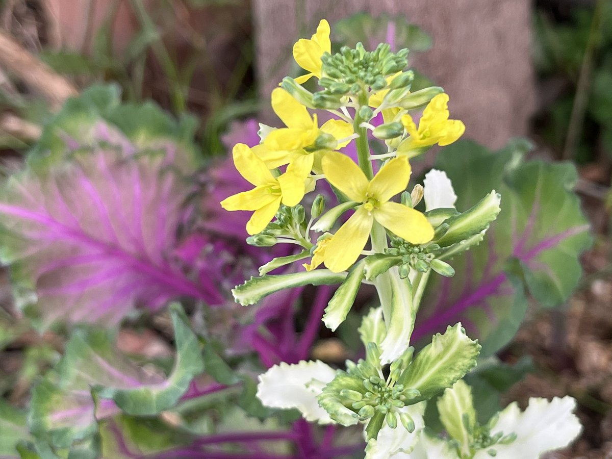 古代舞姫 tweet media