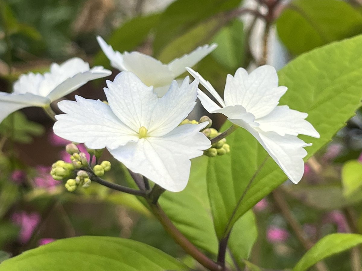 古代舞姫 tweet media