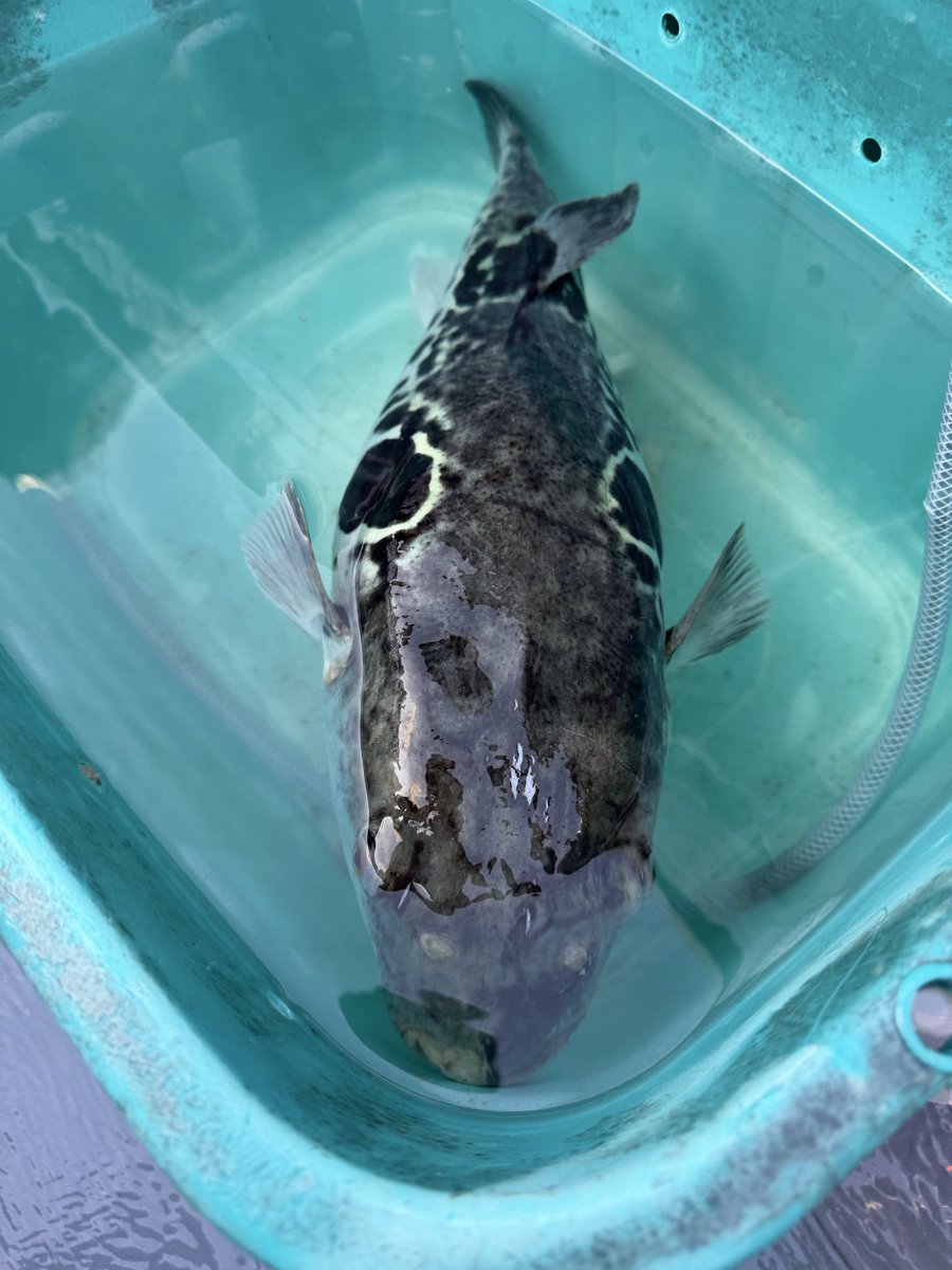 ヒデトラ tweet media