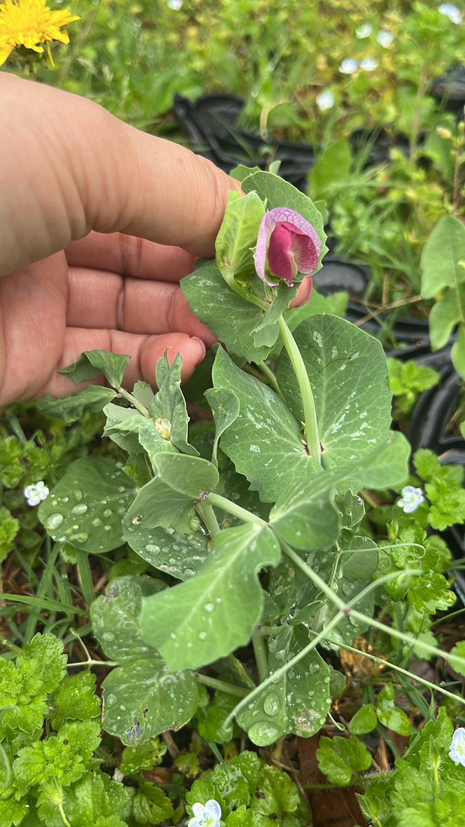 Moomin3371's tweet photo. Desireeの1番花が咲きました🌸カワイイ！😻

1番ちびっこの苗🌱で20センチ位しかないけど、これで豆はできるのか？

関係ないですが、周りのオオイヌノフグリが濃いブルーから白っぽい色に最近変化してきた

以前は躍起になって抜いてましたが、雑草の観察も面白いです

#���メリカで家庭菜園
#Desiree https://t.co/mEeAE0YHVA