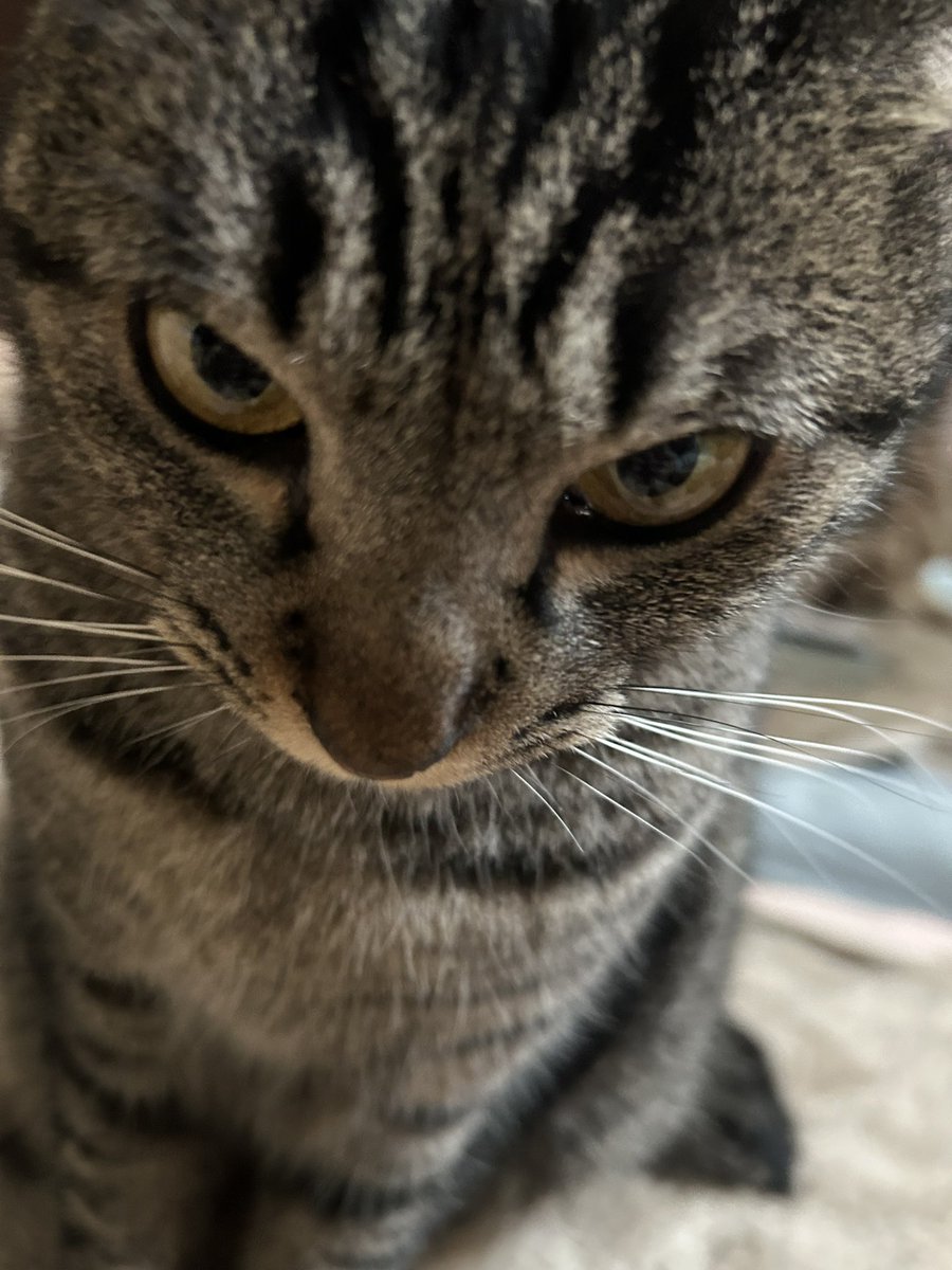 ✨️🧸かむいにゃん🍪✨️ tweet media