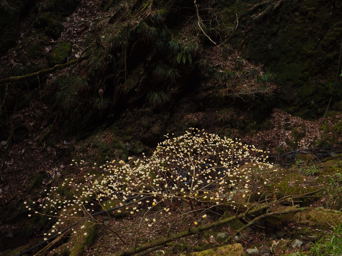 屋敷山 ミツマタ群生地 5/5

さて下山。車道には戻らずミツマタ群生地から斜面を下る。この登山道は微かに踏み跡があるバリエーションルート。道も荒れ放題でおすすめできない。周りには手入れされていない自然のままのミツマタが群生していた。

LUMIX G9 Pro
Panasonic LEICA 12-60mm F2.8-4.0