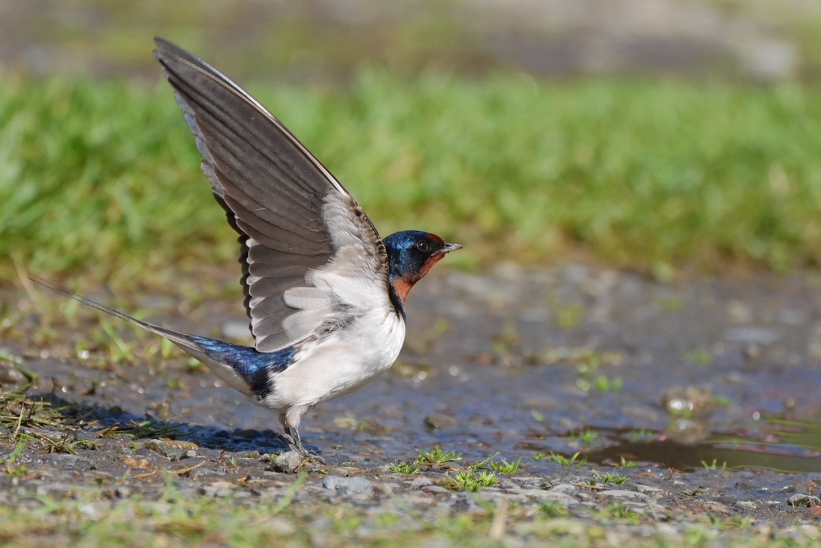 どきちゃん tweet media