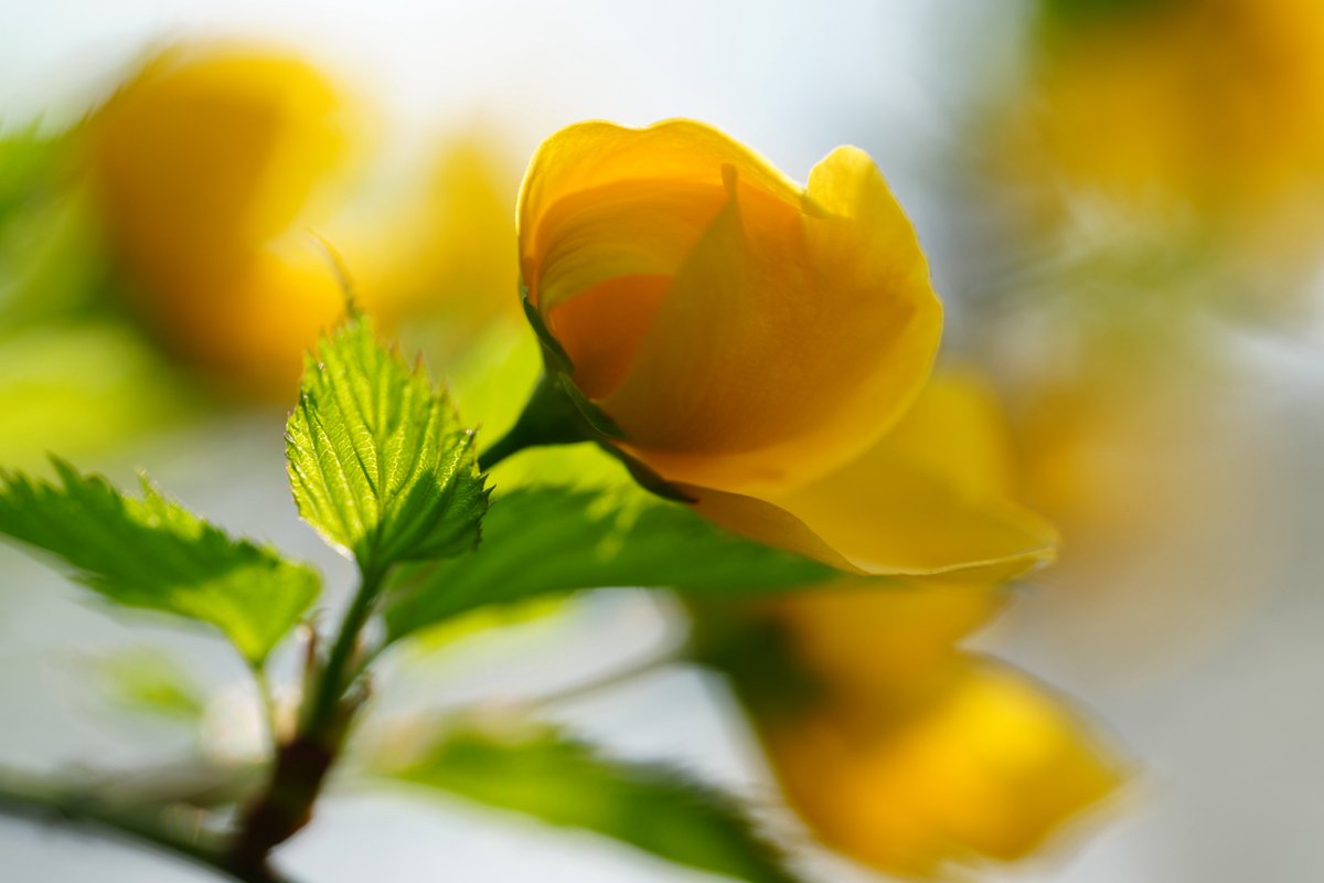 んなぁちゃん tweet media