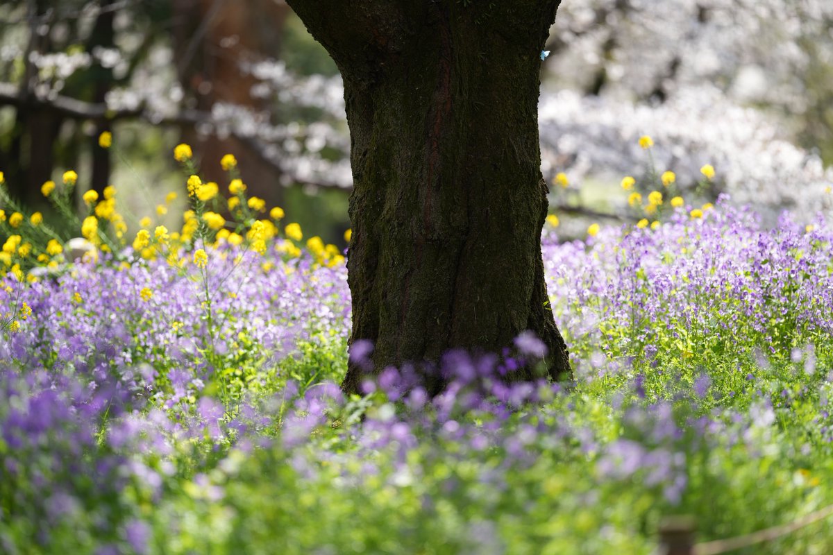 んなぁちゃん tweet media