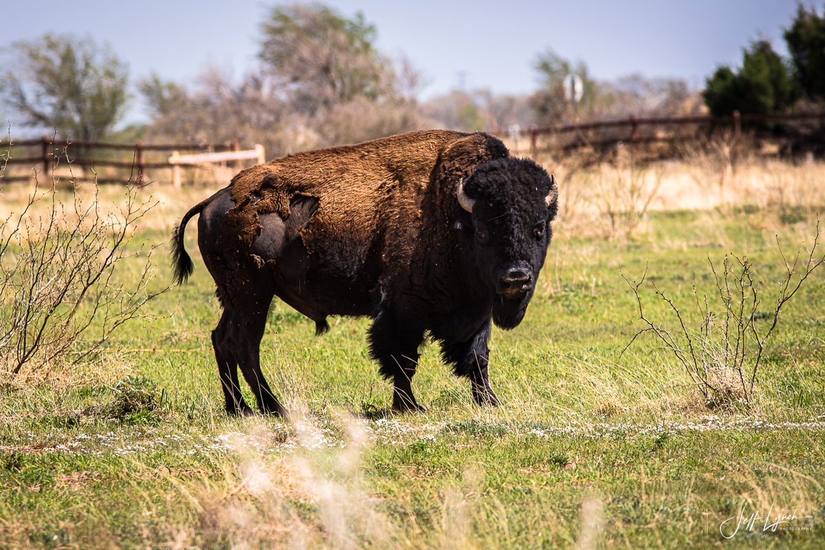 Jeff Lynch Photography tweet media