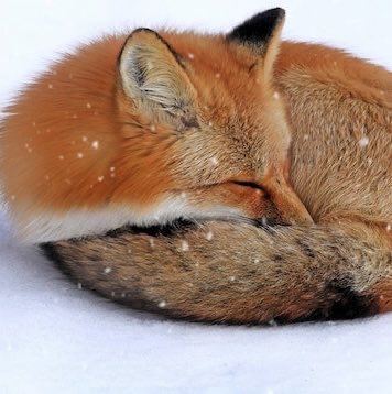 Marilyn_Res's tweet image. “We are such stuff, 
As dreams are made on; and our little life 
Is rounded with a sleep.” 
~The Tempest, Act IV, Scene 1 #ShakespeareSunday