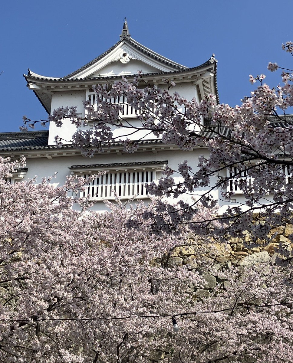 尚鈴(naosuzu) tweet media