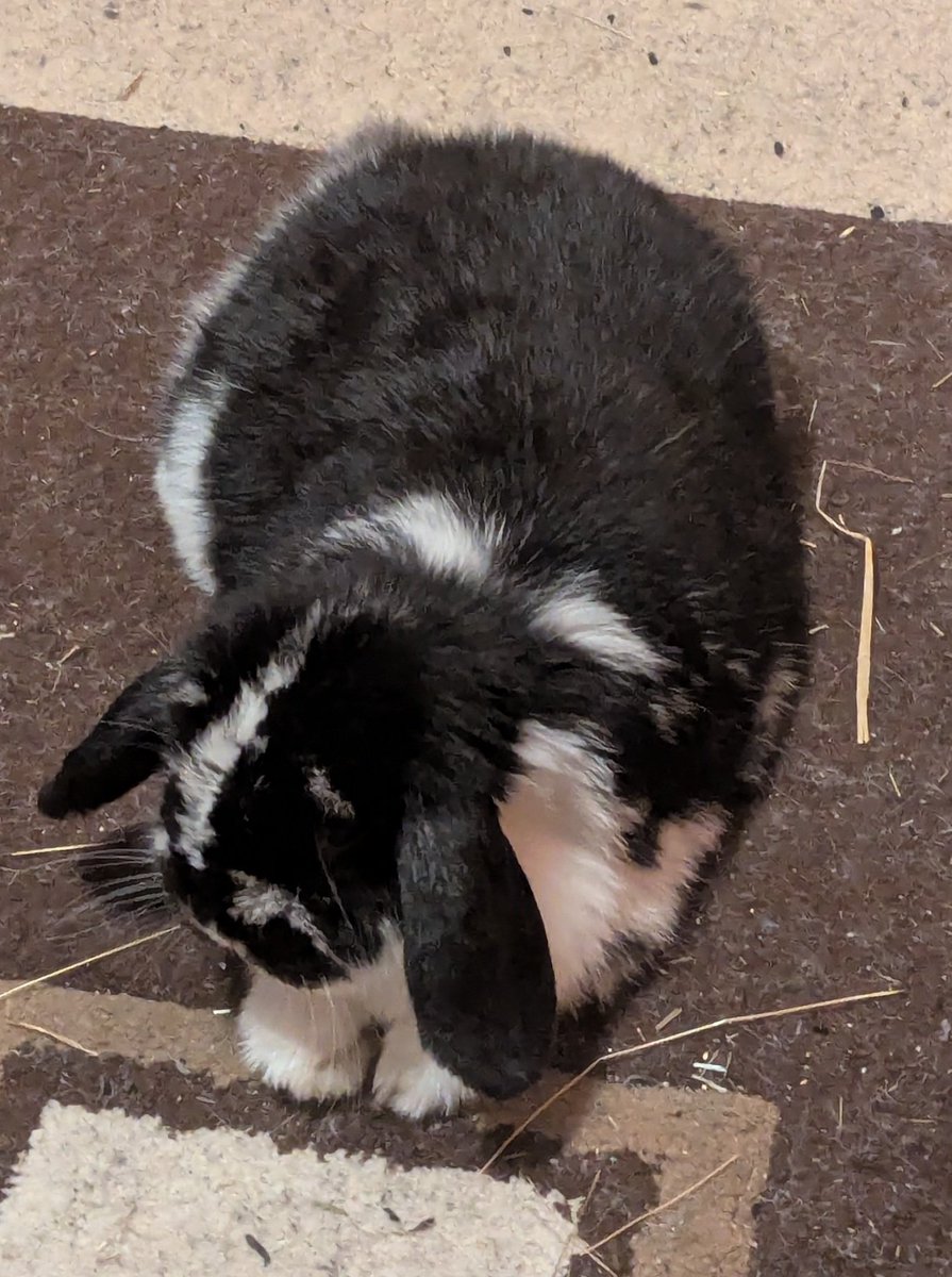 ruby (@virag@gock.virag.top) tweet media