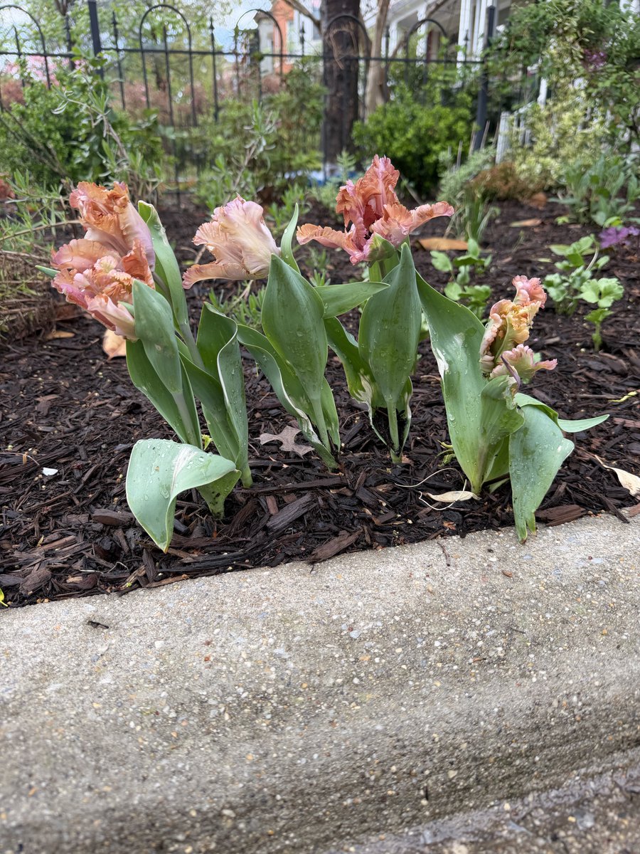 Harmeet K. Dhillon tweet media